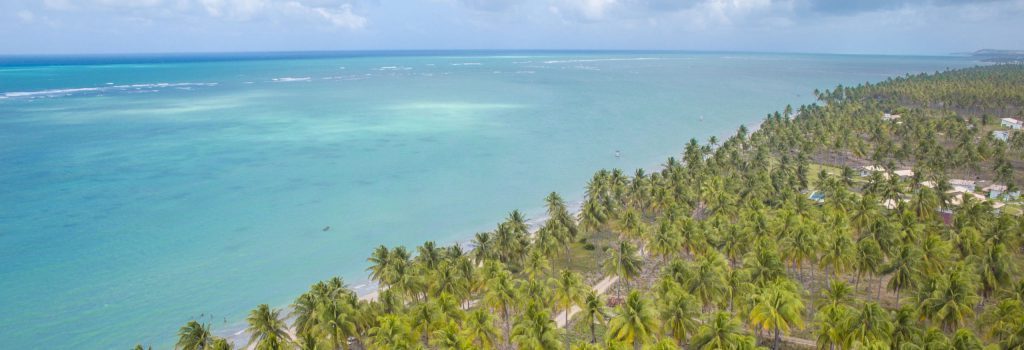 foto aérea do coqueiral e mar da praia do patacho