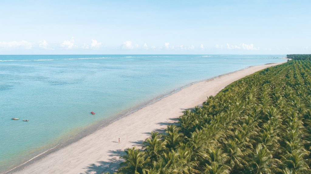 foto aérea de uma praia com o mar verde e um vasto coqueiral