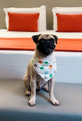Pug sentado em quarto no Japaratinga Resort