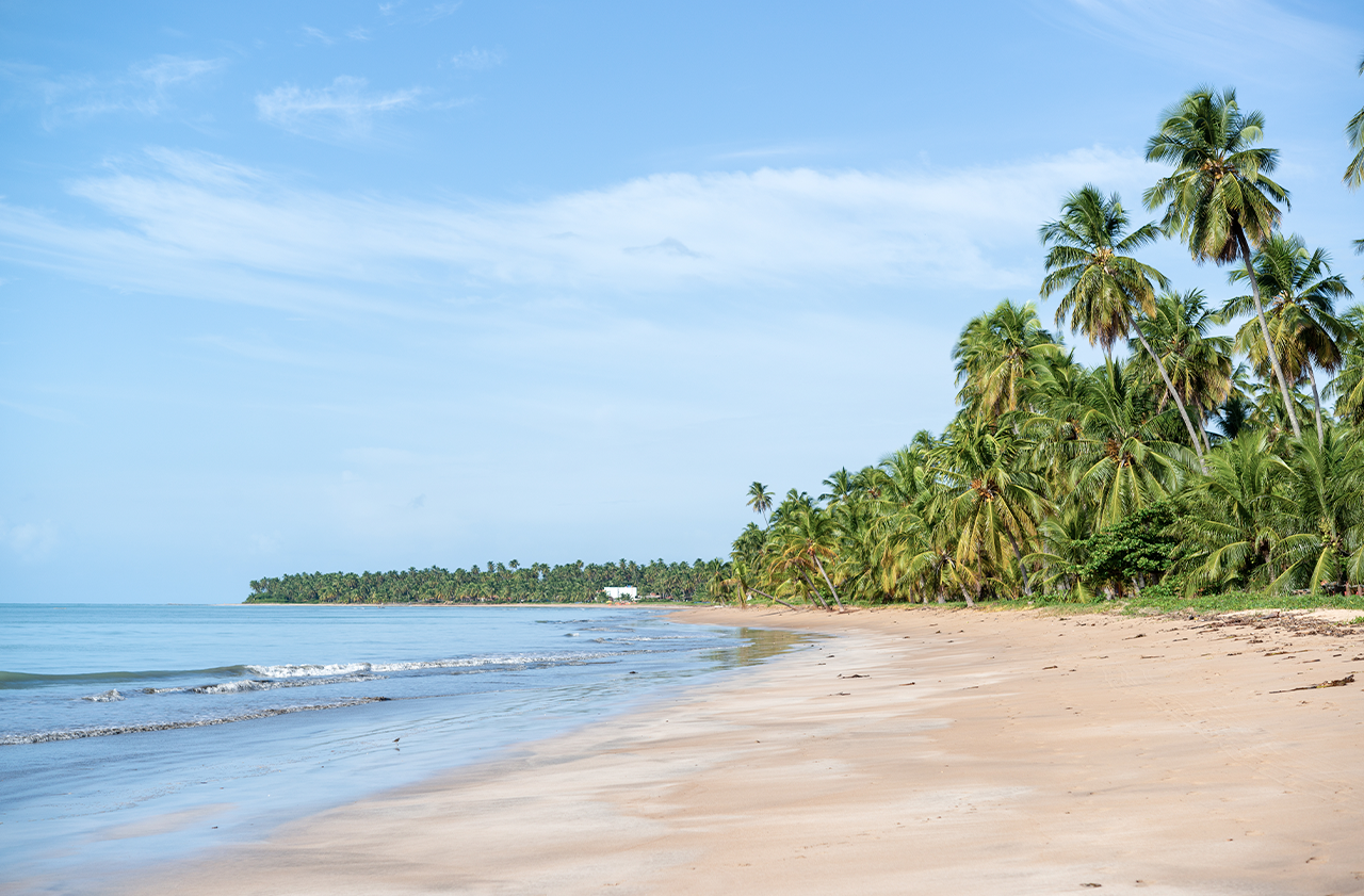 Vista da Praia de Japaratinga, com uma longa faixa de areia clara e úmida. O mar é calmo e em tons de azul-claro. A praia é cercada por uma densa linha de coqueiros e vegetação tropical.